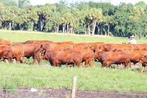 AdamsRanchCattle