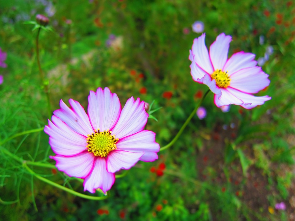 flowers