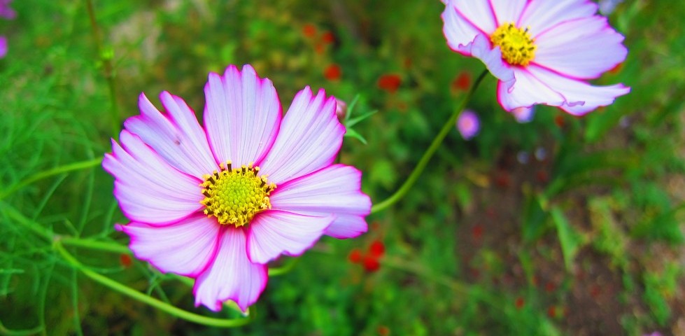 flowers