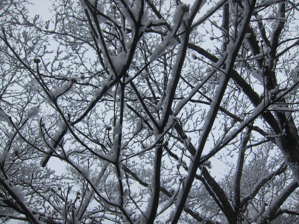 IMG_5752