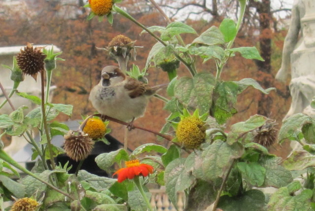 birds